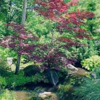 A Midwest Sanctuary: My Solo Day at Anderson Japanese Gardens, Rockford