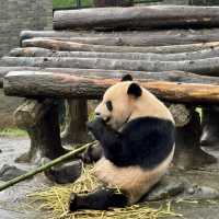 Panda Paradise in Chengdu 🐼