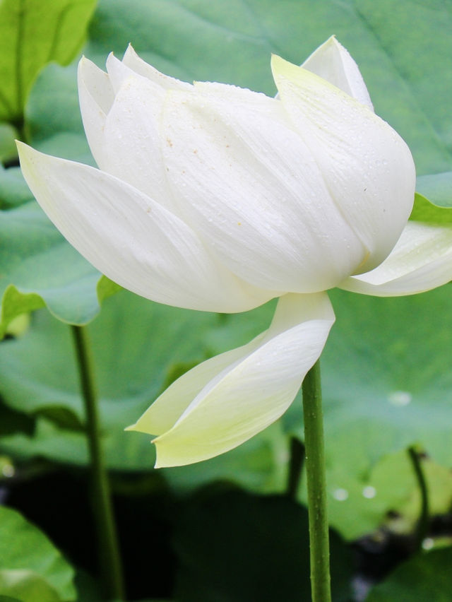 Shanghai: Zuibaichi Park Views🌿🪷 Shanghai: Zuibaichi Park Views🌿🪷