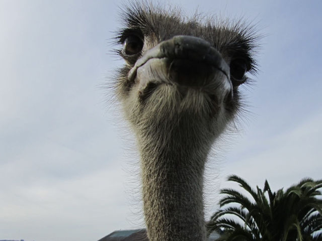 地下星河/懷託摩螢火蟲洞