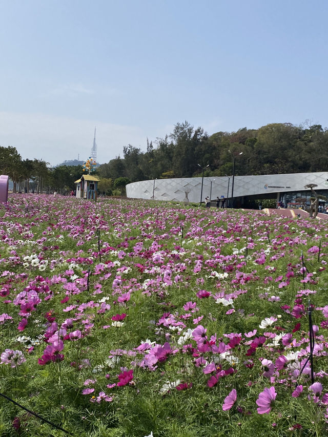 期間限定,去日月貝,別忘走上環島綠道看花海🌺🌸
