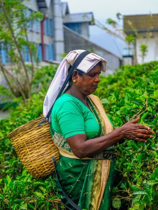 โรงงานผลิตชา Halpewatte – จากใบชาสู่ถ้วย