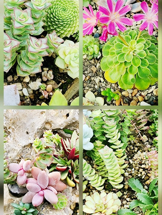 succulent sun loving