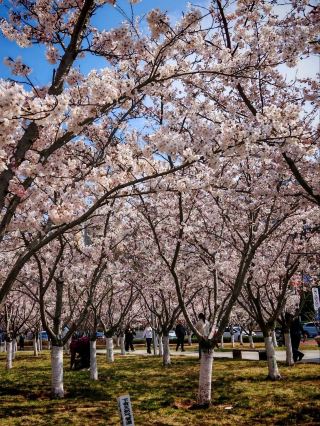 Yantai · Muping Longhu Cherry Blossom Forest 🌸