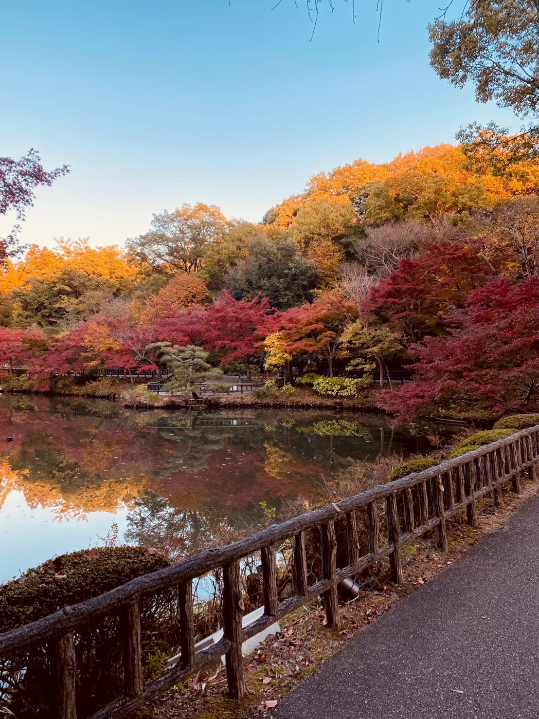 [The Autumn Leaves Are Going All Out].