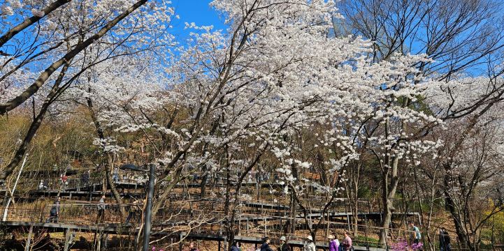 Living in a four season country is awesome, enjoying cherry