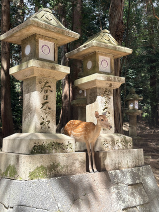 사슴을 따라가다 보니… 이 신비로운 신사를 발견했어요🦌⛩️✨