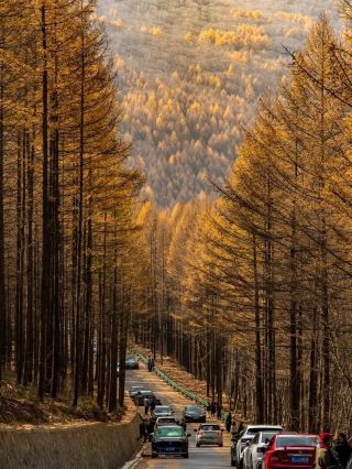 Golden Journeys: A Fall Foliage Adventure in Shaanxi