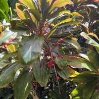 Maui’s rainforest is a botanical wonderland 