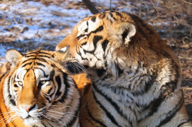 A Wild Encounter in Harbin 🐯🌲