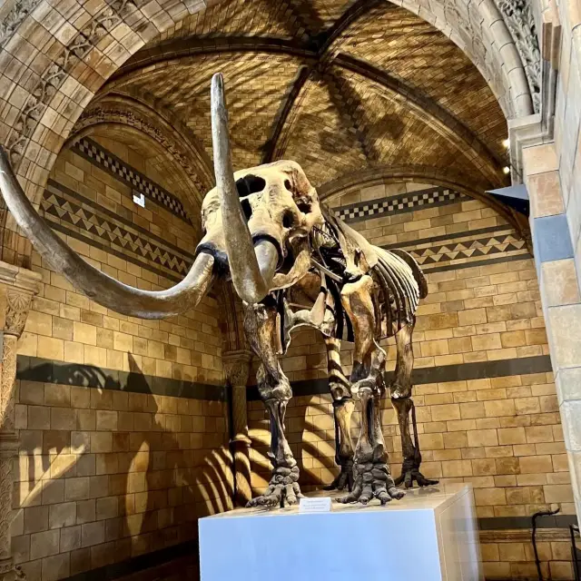 Natural History Museum - London