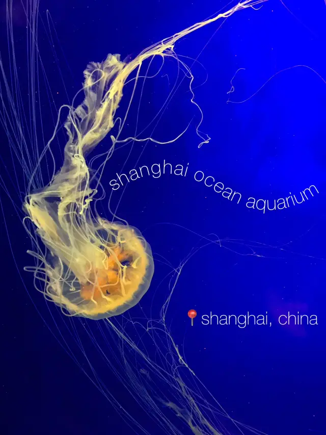 上海海底世界之旅