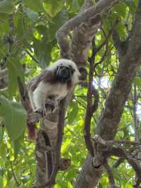Wild encounter in the heart of Cartagena 