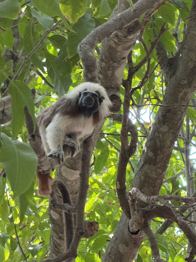 Wild encounter in the heart of Cartagena 