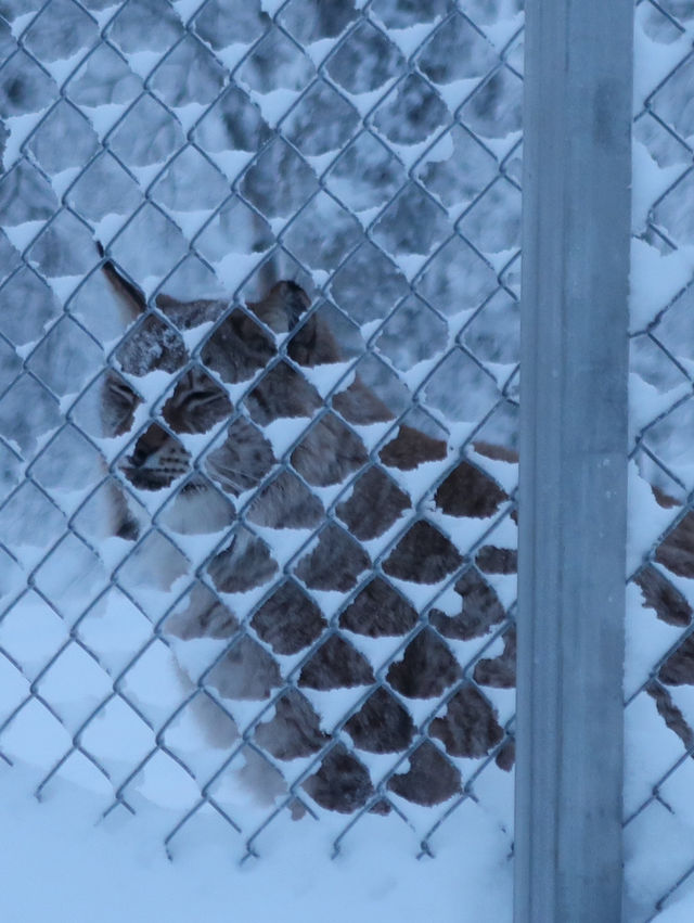 Where are the arctic animals!?