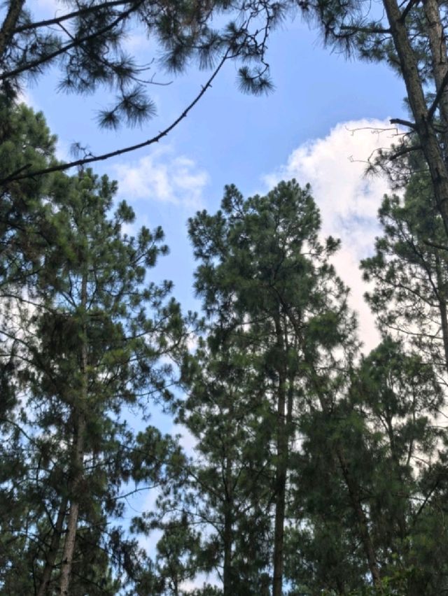 長江森林公園空氣清新