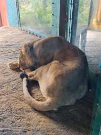 London Zoo: Where Wonder Meets Conservation