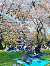 東京《都立砧公園》🌸激罕🌸超大櫻花樹🌸