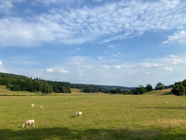 Chatsworth House: A Day with the Sheep 🐑🏰
