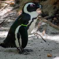 ZooTampa at Lowry Park 🇺🇸