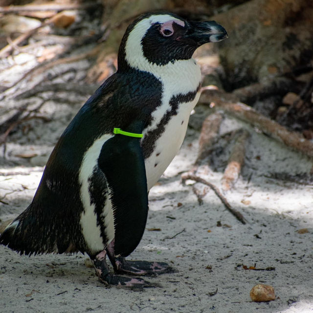 ZooTampa at Lowry Park 🇺🇸 ZooTampa at Lowry Park 🇺🇸