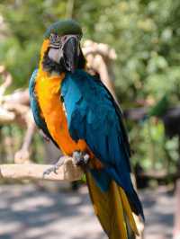 BALI ZOO