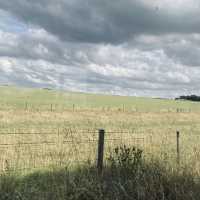 Deer Encounters & Scenic Trails: Richmond Park Awaits