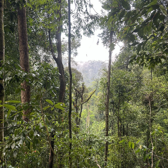 A perfect day in North Sumatra Bukit Lawang Jungle with Orangotans