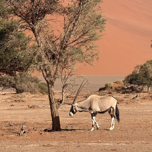 Namib desert