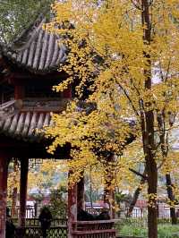 A Tranquil Escape: Exploring Wenshu Monastery in Chengdu 🍃