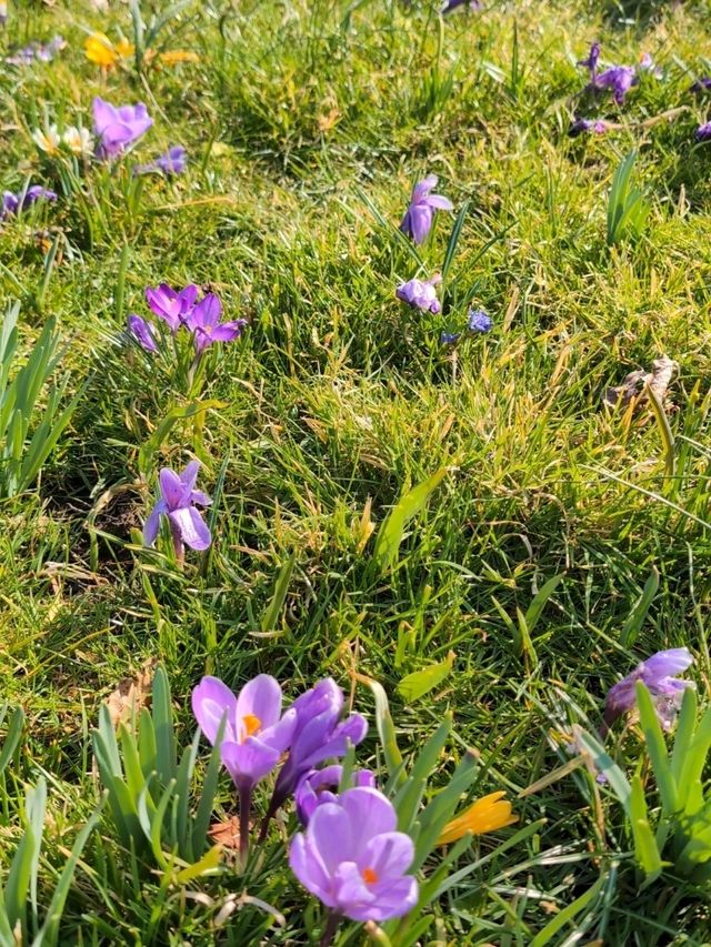 Flowers at Regents Park 🌺🌹