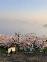 Sunrise Magic at Shiudeyama’s Cherry Blossoms