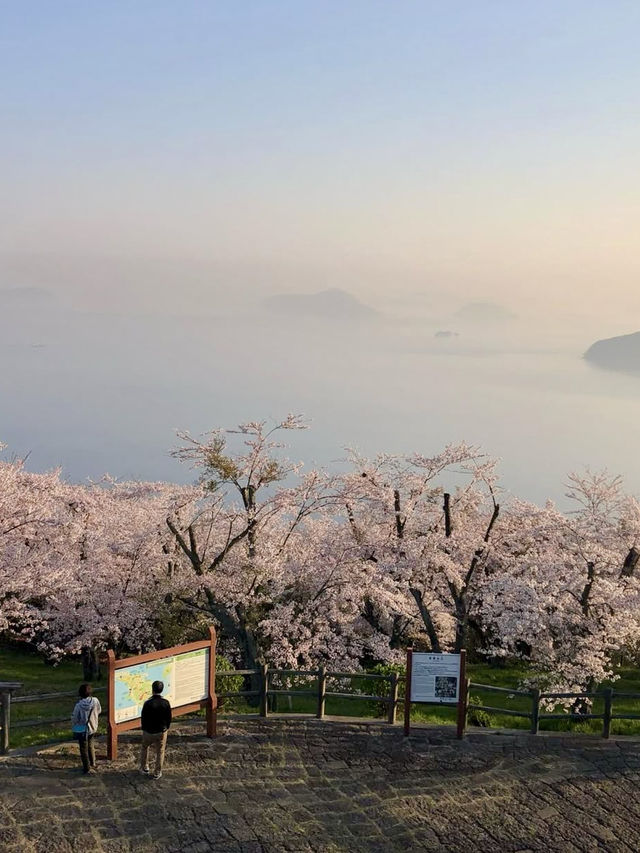 Sunrise Magic at Shiudeyama’s Cherry Blossoms