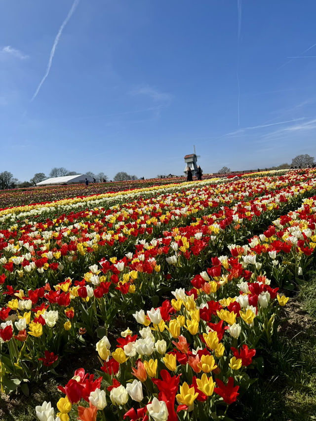 Tulleys Tulip Fest - England 