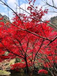 🍁 Red Leaves & Romance in Longjing Village, Hangzhou 🍂