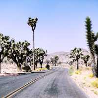 🌵 Getting Around Joshua Tree National Park: Transportation Tips You Need