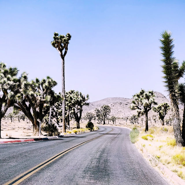 🌵 Getting Around Joshua Tree National Park: Transportation Tips You Need