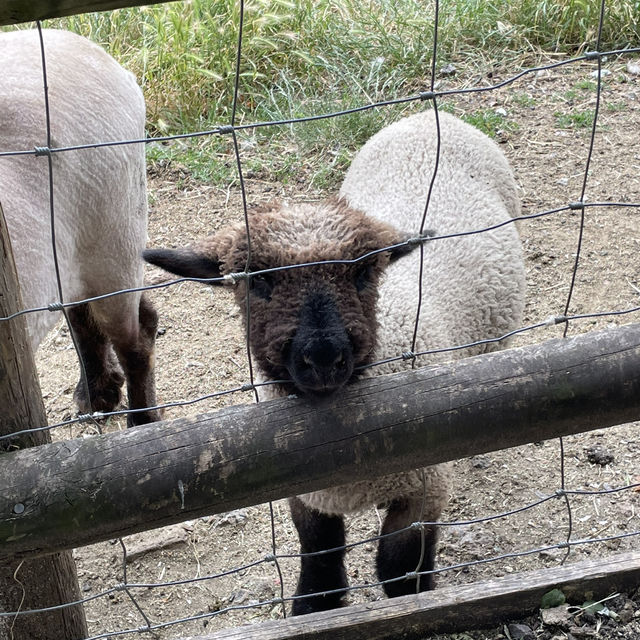 Mudchute Park and Farm: A Slice of Countryside in the City 🐑🦆🐴