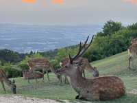 🦌 Nara’s Peaceful Charm – Deer & Temples
