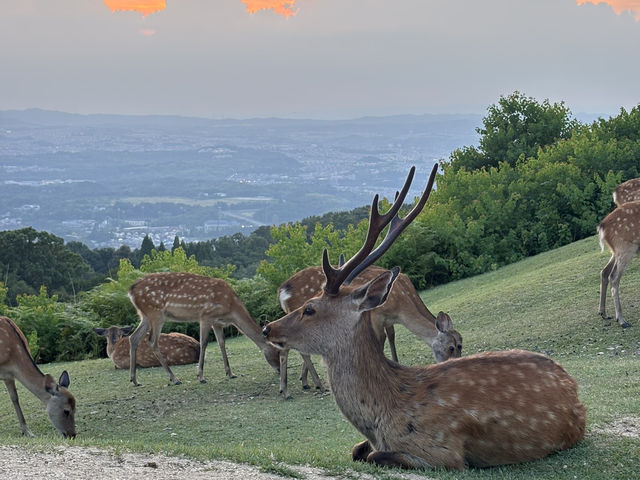 🦌 Nara’s Peaceful Charm – Deer & Temples