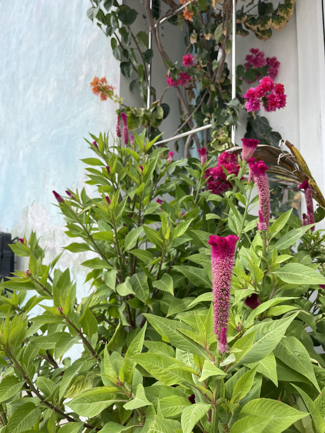 🏝️ Thulusdhoo – Island Life in the Maldives 🌊✨