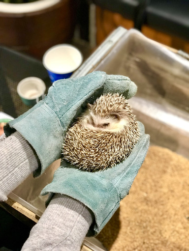 🦔 とってもかわいいハリネズミカフェ | Trip.com 東京