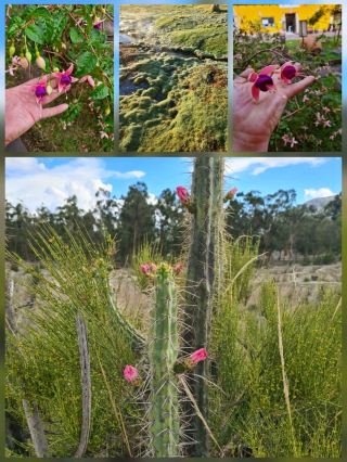普馬克楚潘公園的花園
