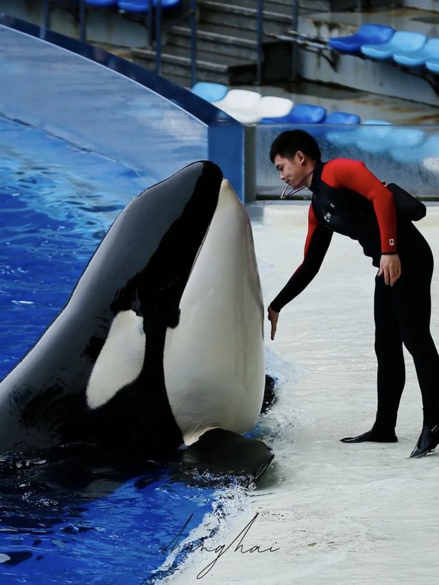 🐋Ocean-themed tour in Shanghai Haichang 