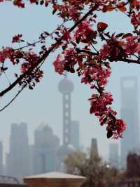 Shanghai in Bloom - Oriental Pearl Tower🌷🌸