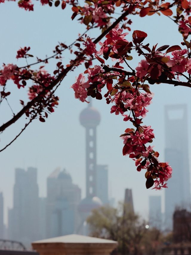 Shanghai in Bloom - Oriental Pearl Tower🌷🌸