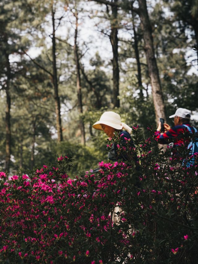 Colours of Spring in Hangzhou 💐