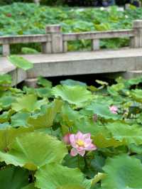 【蘇州】蓮の花が美しい夏の虎丘