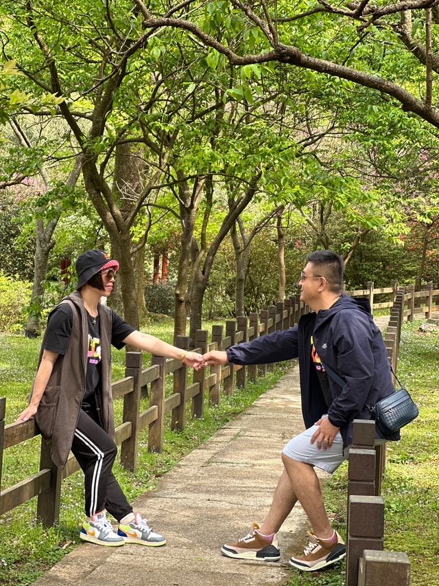 Spring cherry blossom viewing, Taipei's Yangmingshan welcomes a colorful feast.