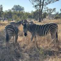 A Walk on the Wild-side (Cradle Moon, SA)